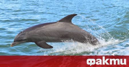 Делфините са известни със своята интелигентност и игрив характер а