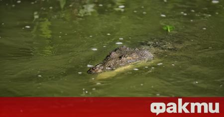 Мъж излязъл на риболов в Бразилия улови алигатор който миг
