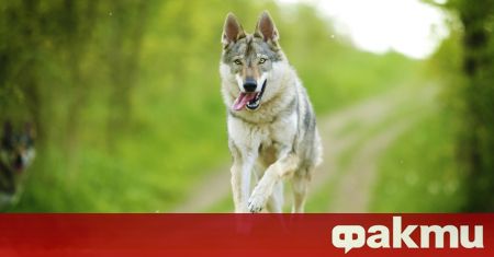 Чехословашкият вълчак е порода кучета произлизаща от бивша Чехословакия Получена