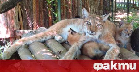 Две рисчета от защитен вид се родиха в Софийския зоопарк
