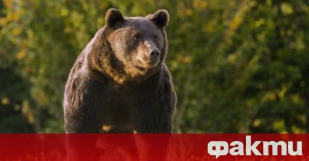 Откриха убита мечката, тормозеща родопското село Арда, съобщава bTV. Тялото