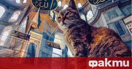 Котката Гли една от най известните котки в Турция както