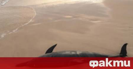 Мъртъв делфин беше открит тази сутрин на плажа в ММЦ