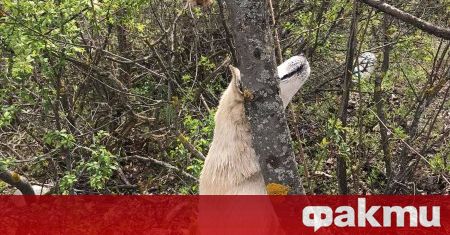 Обесено куче на дърво шокира жителите на Червен бряг. На