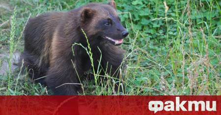 Рибарска белка е заснета на видео в окръг Куяхога САЩ