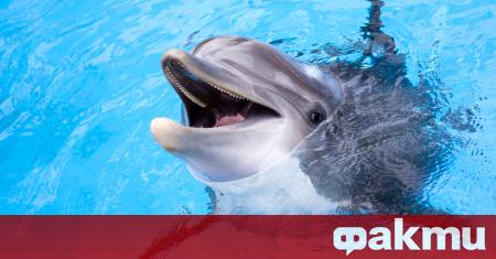 Делфини роботи може да заменят истинските морски бозайници в аквариуми