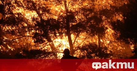 Пожарът от тази нощ в боровата гора между кварталите Бузлуджа