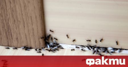 Мравките са едни от най неприятните неканени гости Тяхната поява не