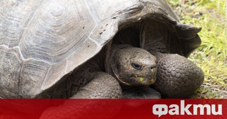 Учени откриха нов вид гигантска костенурка на островите Галапагос ДНК