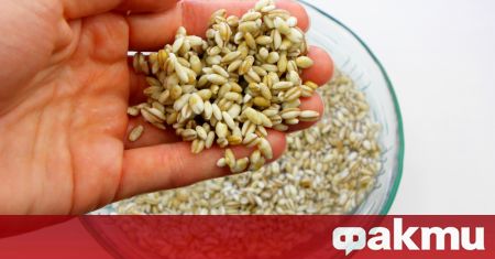 Лечението на бъбреците със зърнени култури е много ефективно Просото