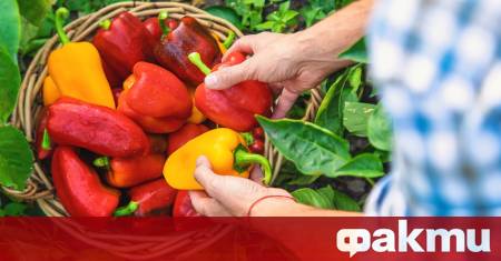 Независимо дали ги хапваме сурови в свежа салата или приготвени