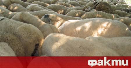 Българската агенция по безопасност на храните констатира първично възникнало огнище