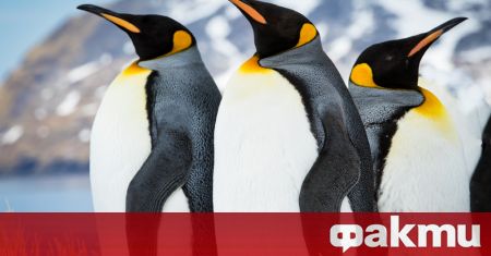 Антарктическият императорски пингвин е застрашен от изчезване поради повишаването на