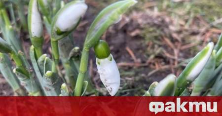 Кокичета изненадаха жителите на Смолян като разцъфтяха в градините още