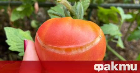 Сезонът на доматите е в разгара си – времето в