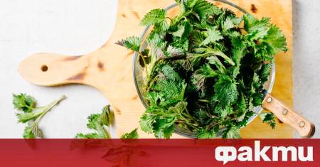 Копривата е едно от онези растения които често подценяваме но