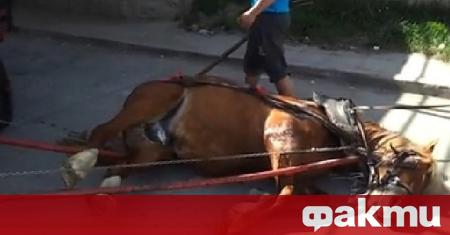 Цигани тормозят и бият коне на варварско състезание във Вършец