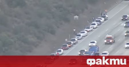 Над 30 коли бяха заснети в аварийната лента на автомагистрала