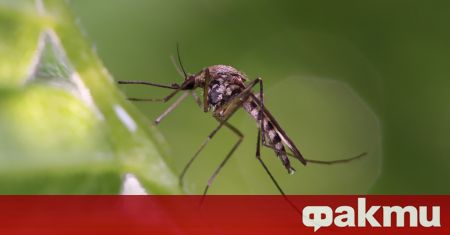 Варненци се оплакват от нашествие на комари. Причината за множеството