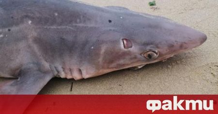 В социалната мрежа Facebook се появиха снимки на мъртва акула
