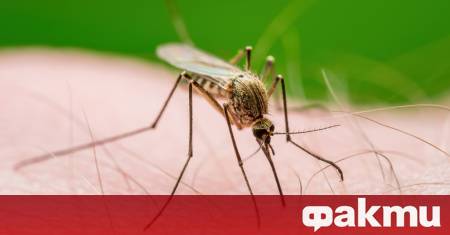 За първи път в историята на научните наблюдения в Исландия