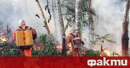Броят на пожарите в амазонската джунгла в Бразилия е скочил