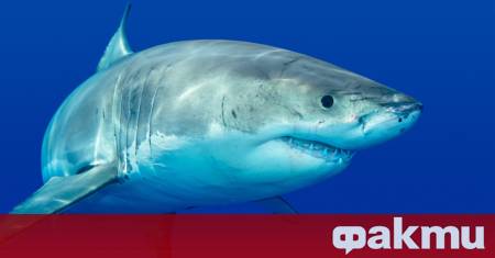 Рядка среща с една от най загадъчните морски хищници в