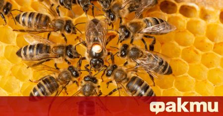 20 май е обявен за Световен ден на пчелите с