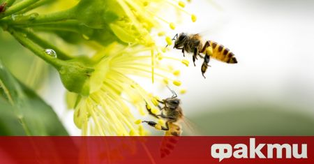 Пчелите обичат да си играят подобно на хората установи ново