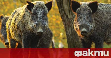 Испания регистрира първите си случаи на африканска чума по свинете