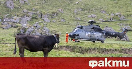 Крави, пострадали по време на летния си престой по високите