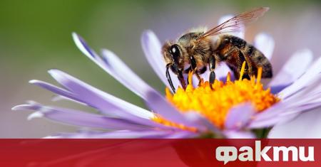 Отровата на медоносната европейска пчела е „удивително ефективна” при умъртвяването