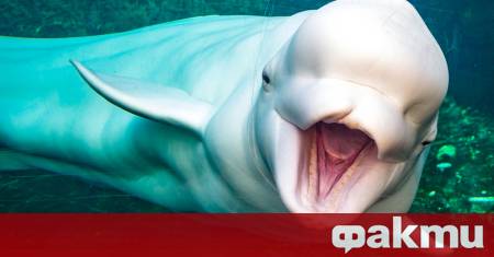 Група каякари спасиха белуга изхвърлена на брега в Аляска информира