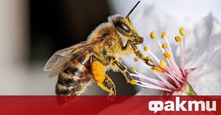 Нов местен вид пчела с малки дяволски рога беше открита