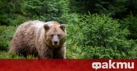 България започва да брои кафявите си мечки Това ще струва