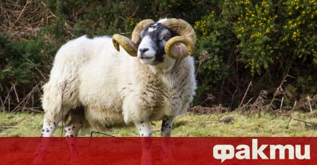 Седеммесечен овен от породата Съфолк бе продаден на търг в