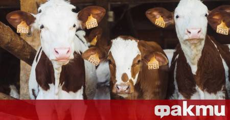 Зимният сезон е най трудният период за животновъдите Ниските температури влажността