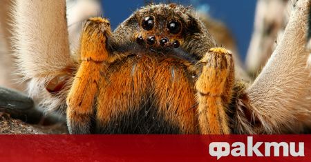 Отровата на вид тарантула паяк птицеяд може да помогне за