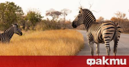 След повече от седмица на необуздана свобода една необичайна бегълка