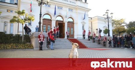 Бездомното куче пред парламента да бъде избрано за председател на