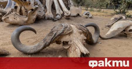 Китайската аристокрация вероятно е разполагала със собствена колекция от редки