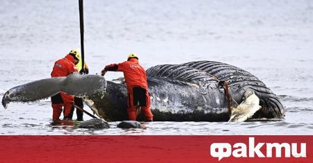 Търговския лов на китове в Исландия може да бъде забранен