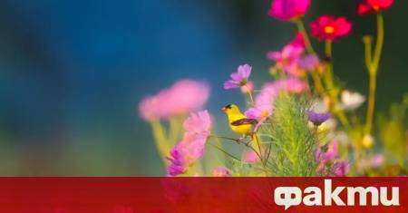 Днес отново ще е слънчево предаде БНТ Вятърът ще остане