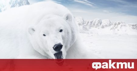 Френска туристка пострада, след като полярна мечка нахлула в лагера