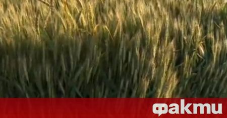 Поройните дъждове застрашават реколтата от пшеница ечемик слънчоглед и рапица