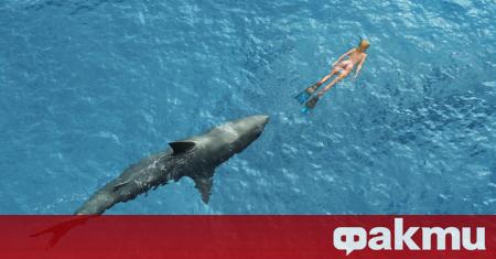 Австралиец се хвърли от сърфа си срещу акула която нападнала