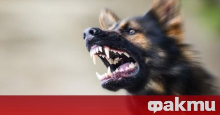 4 кучета нападнаха началникa на регионалния инспекторат по образование Ивайло