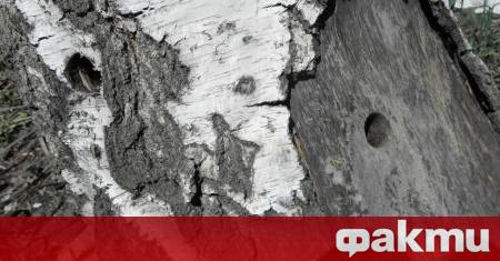 Мащабна принудителна сеч на изсъхнали гори в страната предвижда Министерството