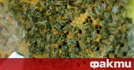 Проф д р Милен Георгиев ръководител на проекта и експерт