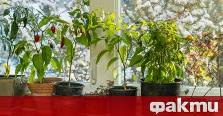 Зимата е най рисковият сезон за стайните растения Не заради